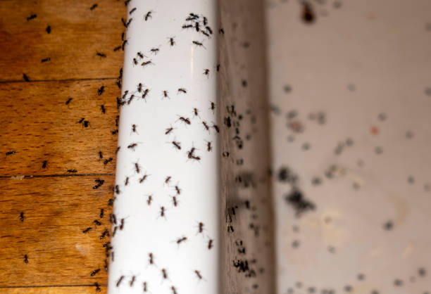 Best Pest Removal Services  in Dade City, FL