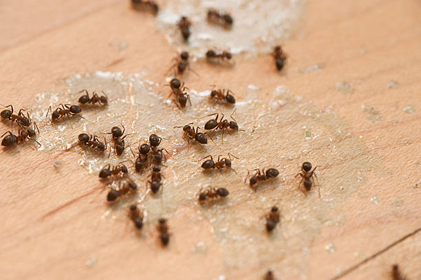 Best Bed Bug Extermination  in Dade City, FL